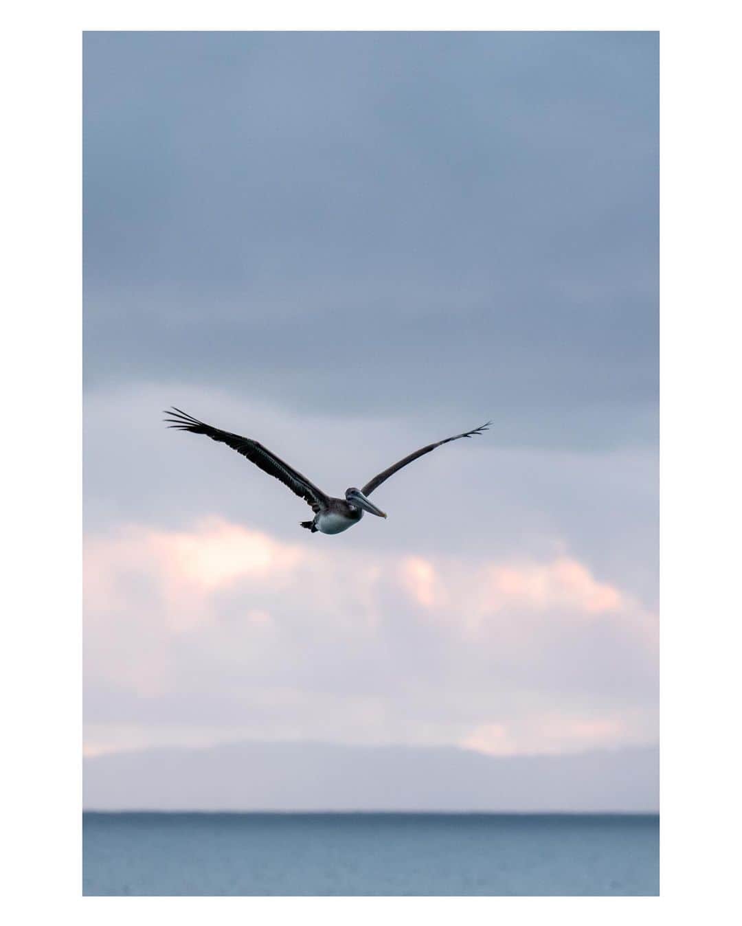 Pete Halvorsenのインスタグラム：「takes photo of bird...changes bio to nature photographer.  A few images from the last 24 hours.  1. Petros the Pelican 2. - 4. - Light finds a way 5. - 7 - Fire Ships Cometh.  8. Thrown’ Spray 9. Air Traffic Control 10. Over/Under  Leica CL / SL / Q2」