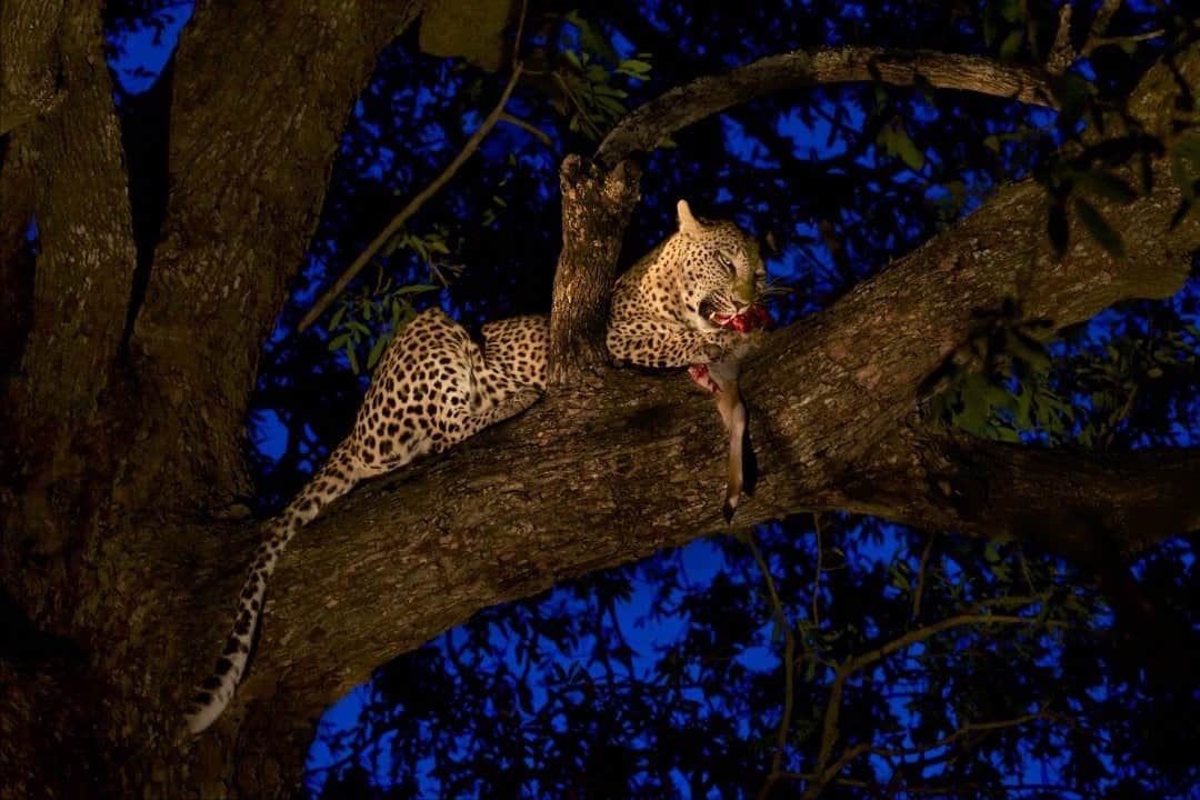 のインスタグラム：「Photo by @stevewinterphoto / When I look at this image I understand just why leopards are the most successful of the big cats. This female’s name is Schotia and she is feeding on a bushbuck carcass in the Sabi Sands of South Africa. Leopards are found in every major habitat on Earth, including true desert and the snowy tundra of east Russia. They feed on over a hundred different prey items and can go virtually undetected, even in major cities like Mumbai. They are up there with my favorite big cats! What is your favorite big cat and why?」