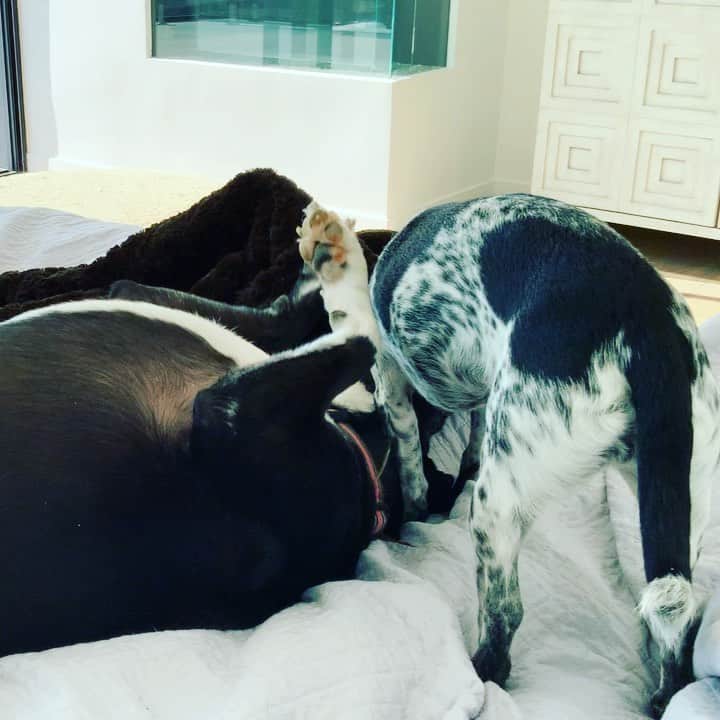 キャシー・グリフィンのインスタグラム：「Play with me, dammit!   #dogsofinstagram」
