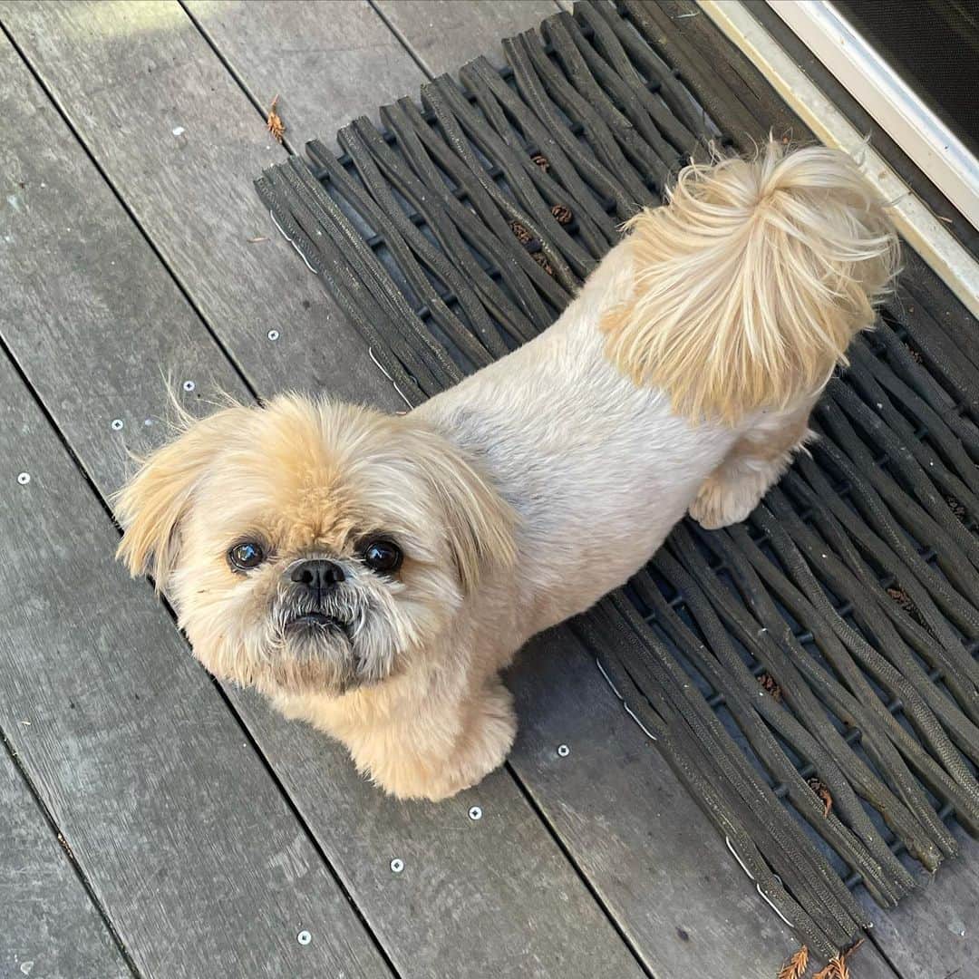 Dougie the Shih Tzuのインスタグラム：「Streamlined.」