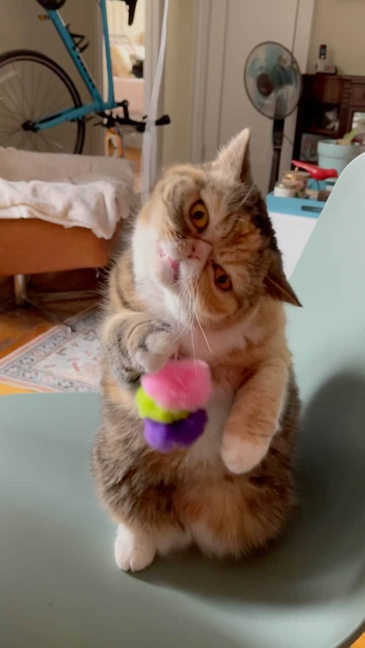 Tinaのインスタグラム：「Perfect day to play with January @catladybox toys💕 #catladybox」