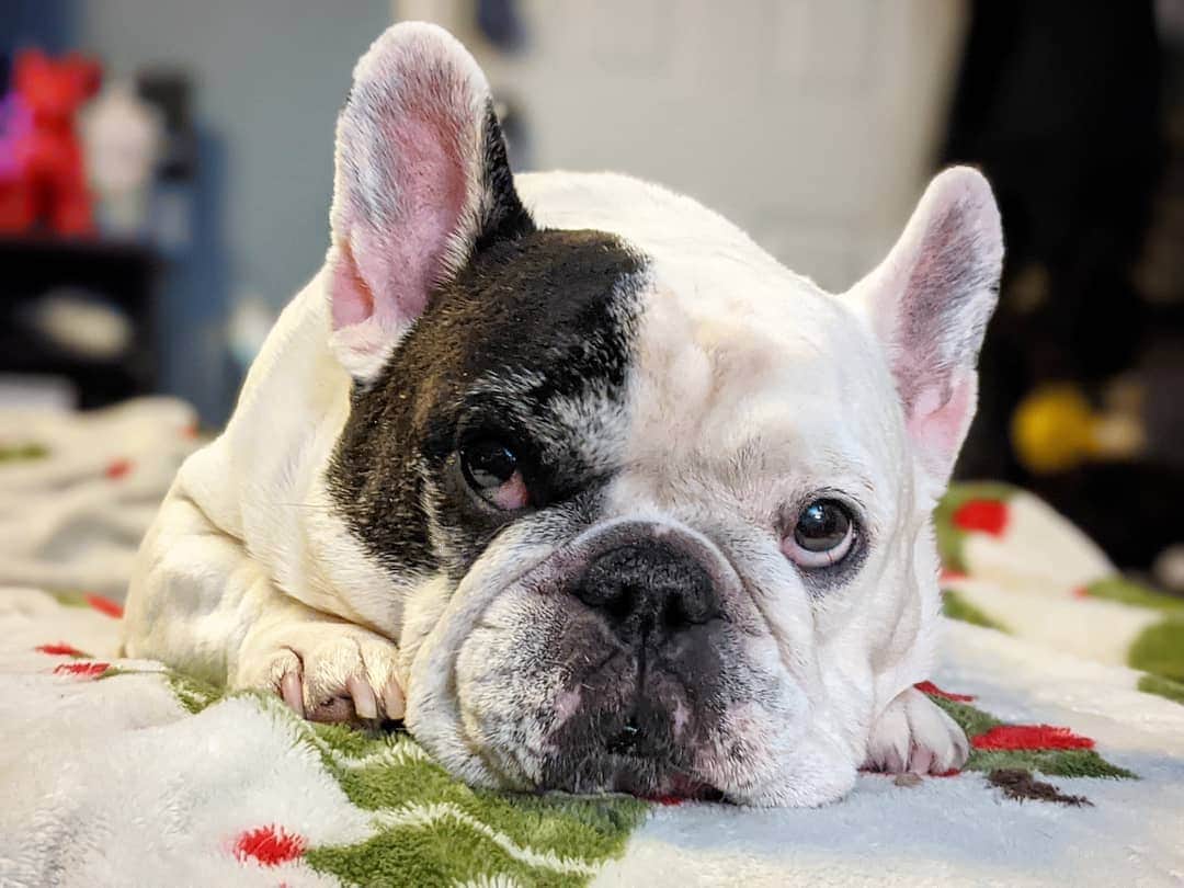 Manny The Frenchieのインスタグラム：「Yeah, I'm still using my Christmas blanket. Don't judge.」