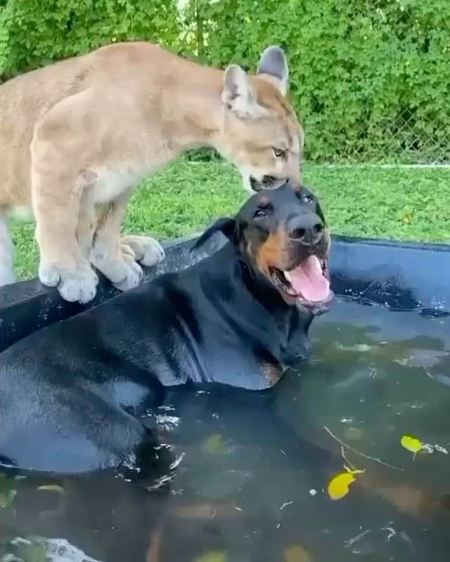WildLifeのインスタグラム：「Friendship between a big cat and a guard dog . What are you think? . . 📷 @the_transporter99 gmoli025/TikTok All credits go to the respective owners. Video by unknown please DM for credit/remove. . . #guarddog #guard #guardiansofthegalaxy #guardiola #mountainlion #mountaincat #bigcat #wildcat #bobcat #nature #wildlife #weird #weirdpet #pet」