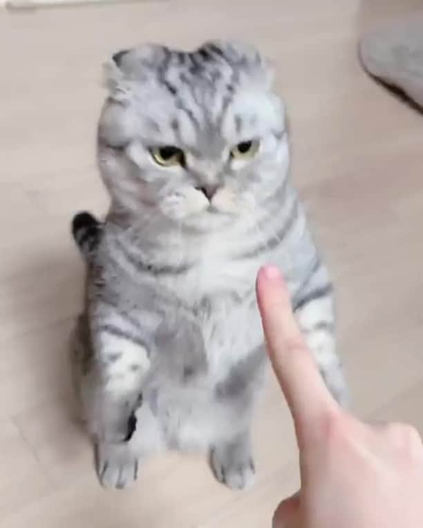 のインスタグラム：「Don't lecture me, you're not my meowther⠀ ⠀ 🎥@elise_market⠀ ⠀ #meowed #elisemarket #양치했더니짜증났음ㅋㅋㅋ #이케이케때릴꼬야 #👆🏼」