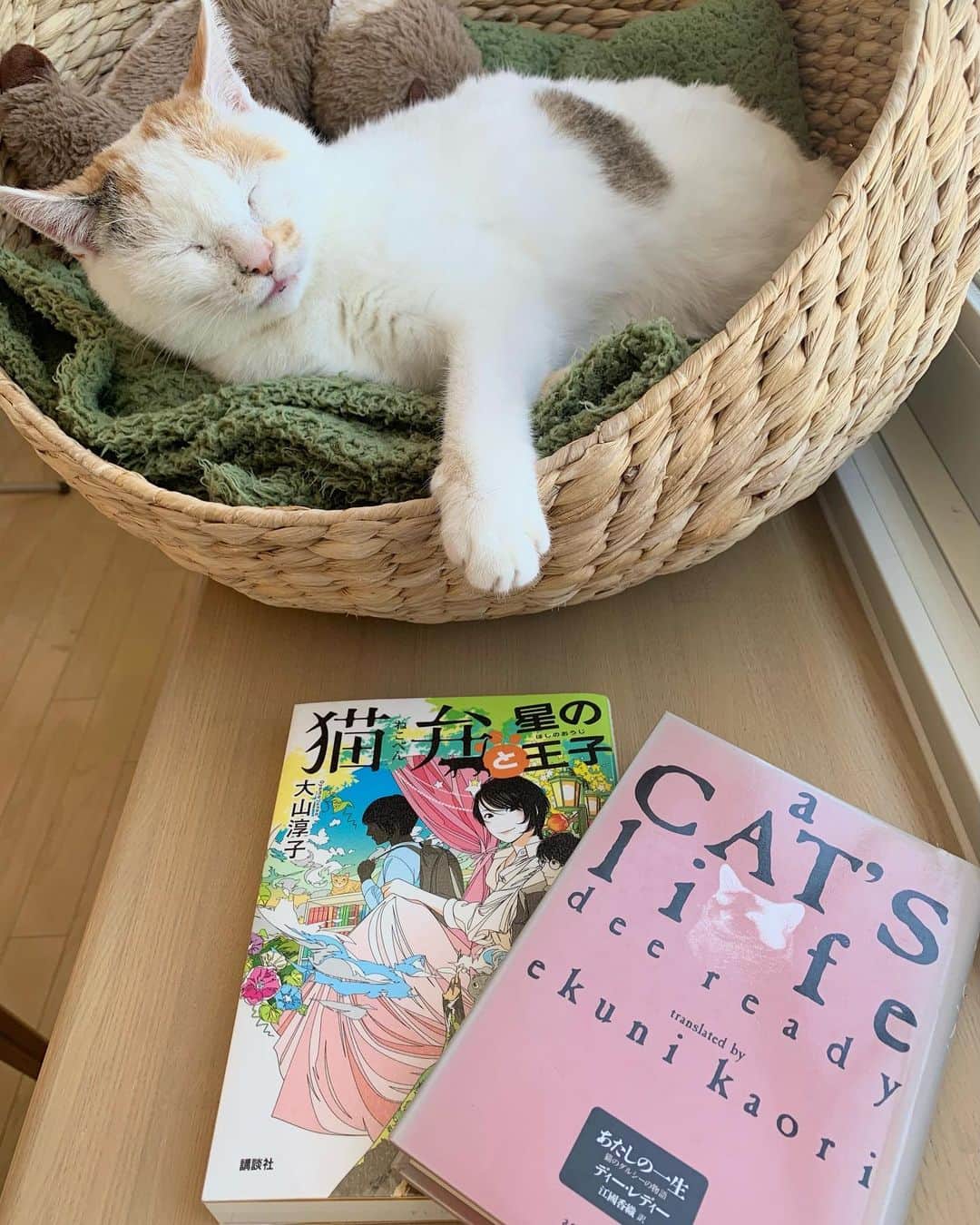 マルのインスタグラム：「📚図書館から借りてきた本₍^·͈༝·͈^ฅ   あたしの一生　 猫のダルシーの贈り物 ディー・レディ　訳)江國香織  タイトル見ただけで、苦しくなるから 読むまでに勇気がいったよ 返却日ギリギリで…よし！ってね 読み始めると止まらない止まらない あぁ そうなんだ そーゆーことなんだ。 ただただ　とにかく　はあぁぁ とても良い本でした。 なんで この本の存在を 今まで知らなかったの？私。  猫と暮らしている人間も 猫と暮らしていた人間も 猫と暮らしたいと希望してる人間も 読んでほしい これを見てくれた あにゃたと本📖のご縁だと思って 勇気をだして読んでみてください。 愛のおはなし₍^·͈༝·͈^ฅ マルのおすすめです。  ■□■□■□■□■□■ 猫弁と星の王子　　大山淳子　 以前にも紹介したけど 大好きな作家さんの猫弁シリーズにゃ  . #ステイホーム#読書#本 #stayhome#癒し#にゃんすたぐらむ#おうち時間#cat#猫#三毛猫#猫との暮らし#catstagram#instagood #ペコねこ部#cute#ふわもこ部#ねこすたぐらむ #ねこのきもち」