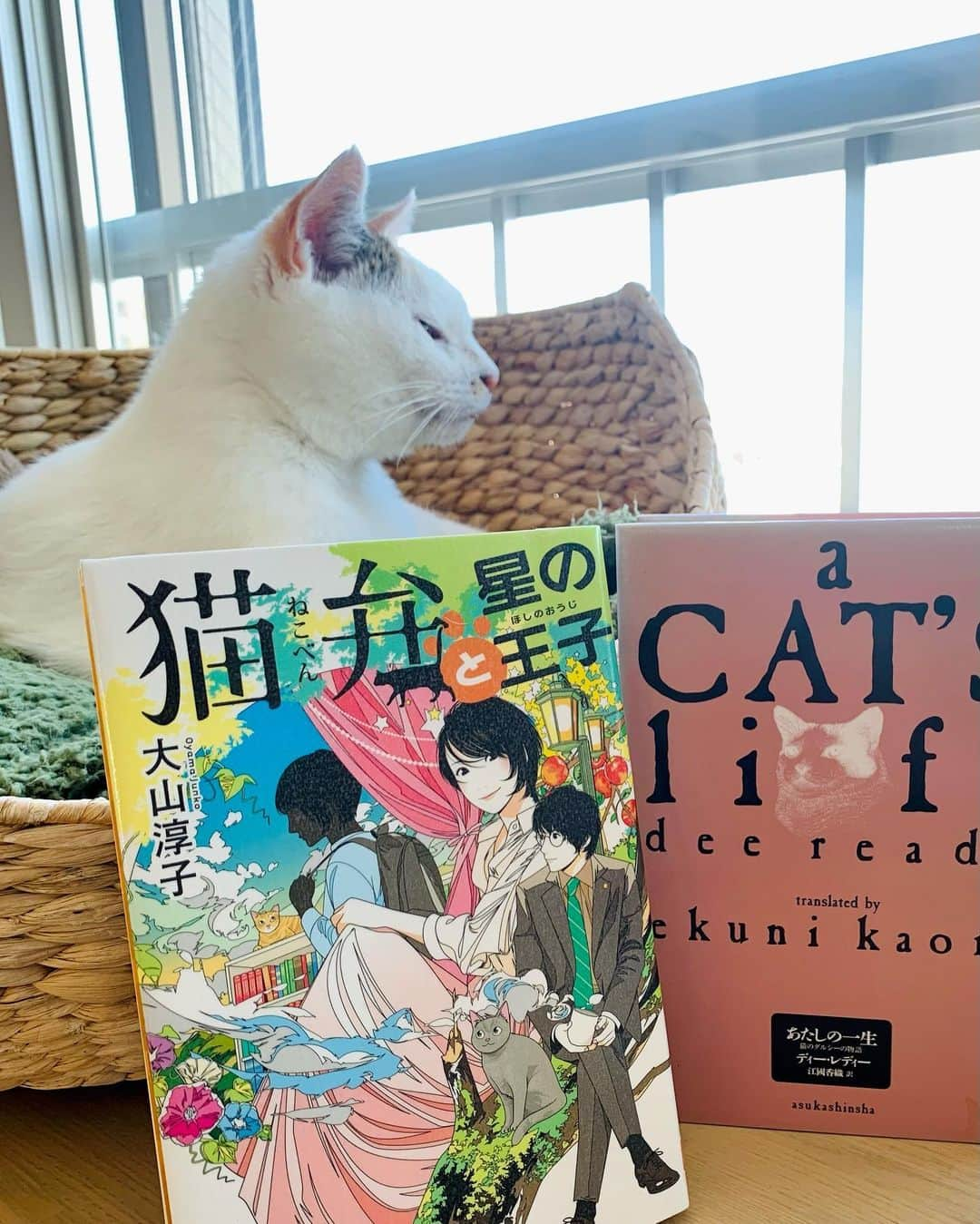 マルさんのインスタグラム写真 - (マルInstagram)「📚図書館から借りてきた本₍^·͈༝·͈^ฅ   あたしの一生　 猫のダルシーの贈り物 ディー・レディ　訳)江國香織  タイトル見ただけで、苦しくなるから 読むまでに勇気がいったよ 返却日ギリギリで…よし！ってね 読み始めると止まらない止まらない あぁ そうなんだ そーゆーことなんだ。 ただただ　とにかく　はあぁぁ とても良い本でした。 なんで この本の存在を 今まで知らなかったの？私。  猫と暮らしている人間も 猫と暮らしていた人間も 猫と暮らしたいと希望してる人間も 読んでほしい これを見てくれた あにゃたと本📖のご縁だと思って 勇気をだして読んでみてください。 愛のおはなし₍^·͈༝·͈^ฅ マルのおすすめです。  ■□■□■□■□■□■ 猫弁と星の王子　　大山淳子　 以前にも紹介したけど 大好きな作家さんの猫弁シリーズにゃ  . #ステイホーム#読書#本 #stayhome#癒し#にゃんすたぐらむ#おうち時間#cat#猫#三毛猫#猫との暮らし#catstagram#instagood #ペコねこ部#cute#ふわもこ部#ねこすたぐらむ #ねこのきもち」1月25日 12時33分 - maruruna