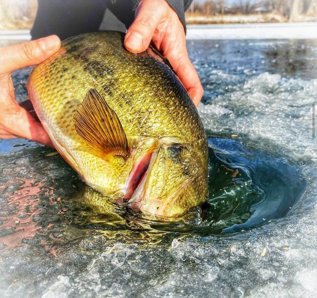 Filthy Anglers™さんのインスタグラム写真 - (Filthy Anglers™Instagram)「Who loves a nice release shot? Well Brian from Minnesota @mr.dulek_outdoors has that craft down. Check out this beautiful release shot as he sends this beauty back below the hard water! Congrats on the catch Brian, you are Certified Filthy. Keep up the great content and photos! www.filthyanglers.com #fishing #filthyanglers #outdoors #icefishing #bigbass #bass #hunting #bassdynasty #anglerapproved #monsterbass #outdoors #fish #ice #minnesota」1月25日 7時12分 - filthyanglers