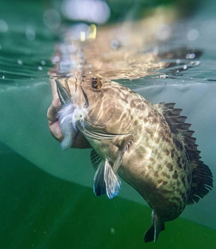 Costa Sunglassesのインスタグラム：「"Shallow water grouper on fly. I still can’t get over how hard these fish hit, it’s incredible. So much fun to catch them on artificial, fly or lures." - Costa Pro, @carterandrewsfishing #SeeWhatsOutThere」