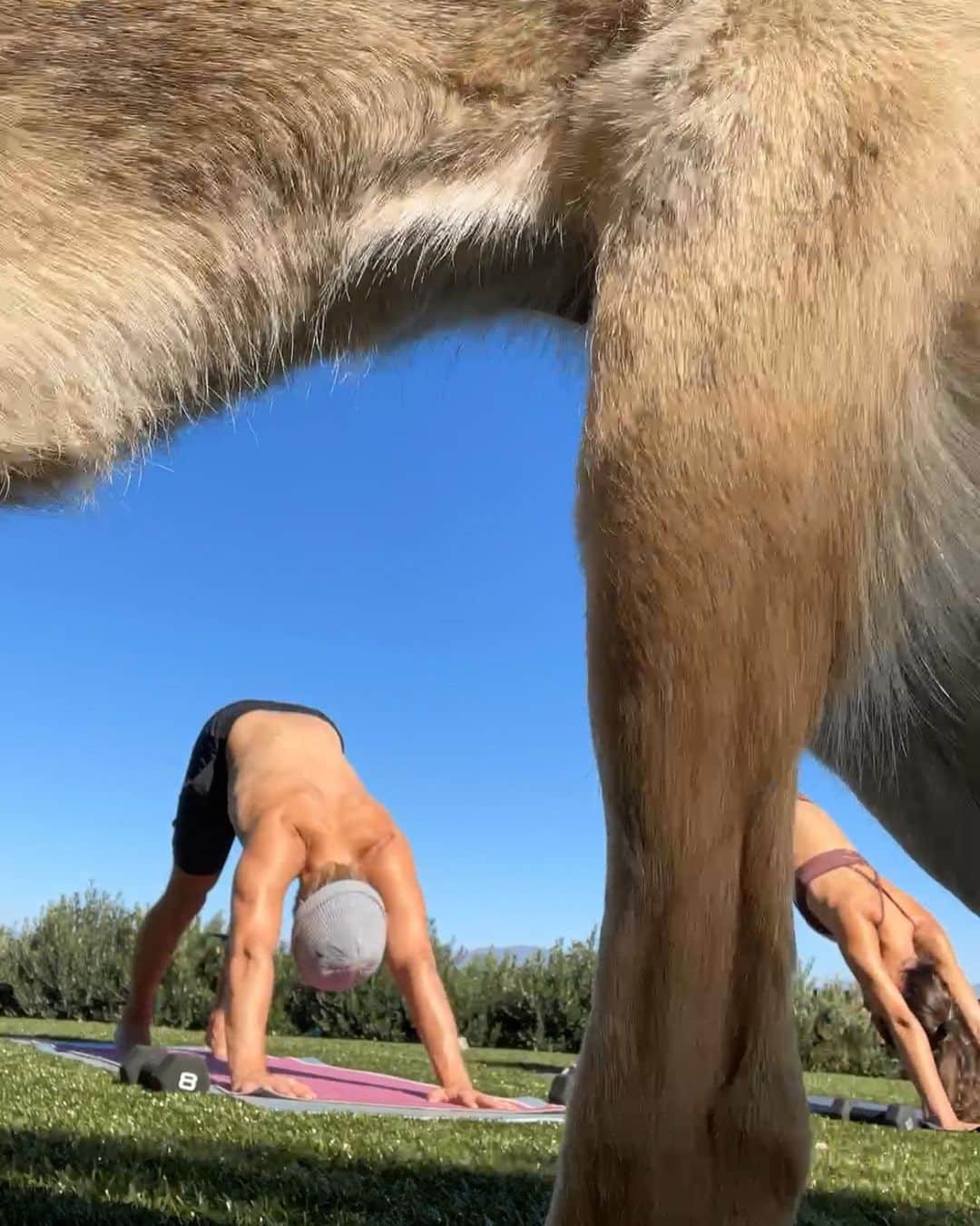 デレク・ハフさんのインスタグラム写真 - (デレク・ハフInstagram)「Downward Dog 🐕 #namaste」1月25日 7時45分 - derekhough