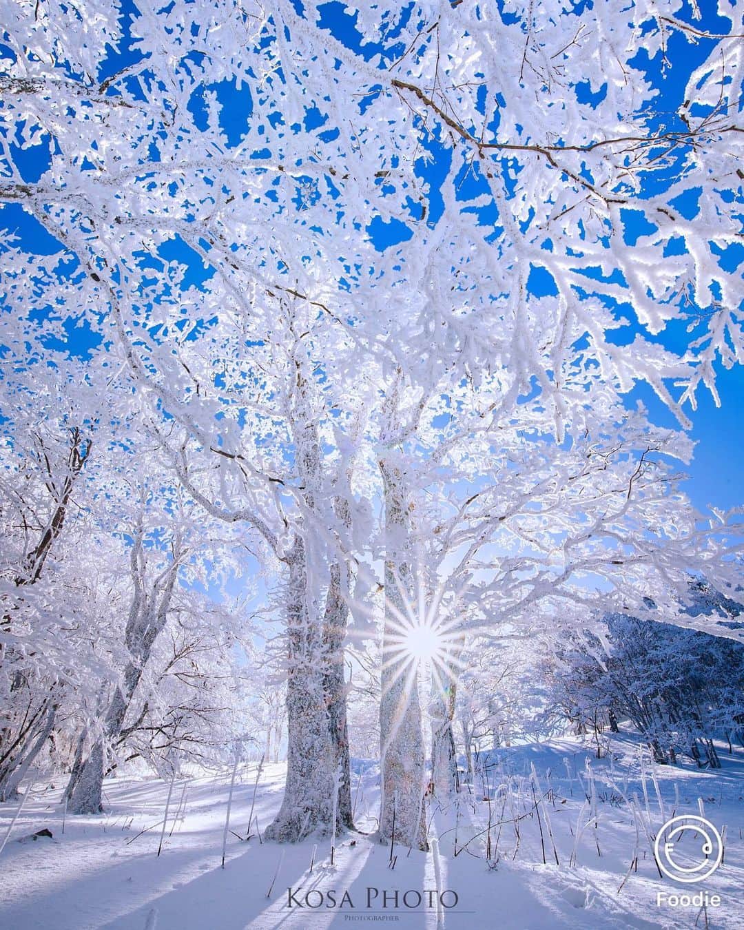 コサさんのインスタグラム写真 - (コサInstagram)「霧氷の輝き 今回はFoodieというカメラアプリで再レタッチしたものをpostします 使ったフィルターは「IN2」です。 雪の白さが強調されつつ透明感のある仕上がりになりました . Location:奈良 Nara / Japan🇯🇵 Date:2021年1月 . #霧氷 #明神平 #フーディーカメラ #tokyocameraclub #team_jp_ #IG_PHOS #photo_jpn #Lovers_Nippon #Impressive_gallery #sorakataphoto #YourShotPhotographer #light_nikon #LBJ_Legend #広がり同盟メンバー #nipponpic_member #special_spot_legend #s_shot #japan_of_insta #bestphoto_japan #Rox_Captures #kf_gallery_vip #1x_japan #IGersJP #Japan_Daytime_View #jgrv_member #ap_japan_ #colore_de_saison #japan_bestpic_ #retrip_nippon #rakutentravel」1月25日 7時46分 - kosa_photo