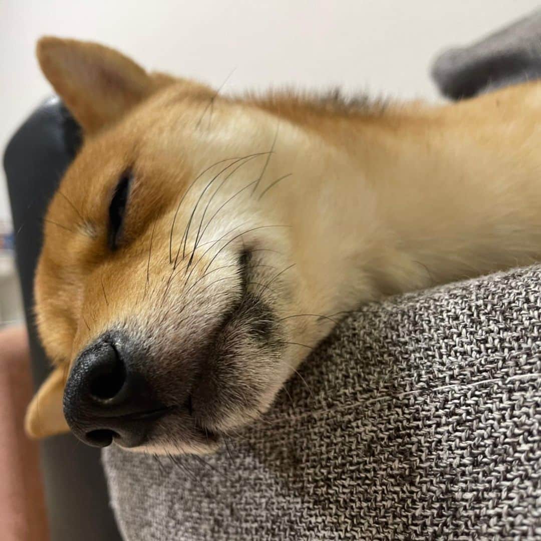 環奈（長沢菜々香の飼い犬）のインスタグラム：「すやすや 首長く見える。」
