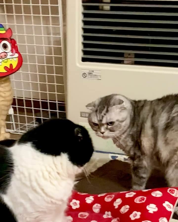 tiaichimaのインスタグラム：「Good morning!! ☀️おはナビムーギー‼︎  N🐱:ちょっとぉ〜譲りなさいよー😒  ナビは、思い通りに行かないと、｢⚽️あいつをどうにかして‼︎｣って、私たちに訴えにきます😓💦  #早い者勝ちだからね  #牛柄組鼻まわり汚れ隊 #ムチムチッコ #ナビちん#ムーギー#MuuGieeboy#cat#neko#ねこ#neko#ネコ#スコティッシュフォールド#致命的な魅力#ScottishFold#まんじゅう部」