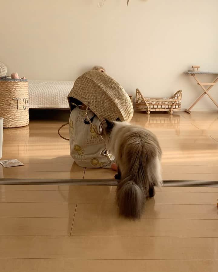 のインスタグラム：「🧺カゴかぶるベビを見るプリュムの反応が面白すぎる🤣👍❣️💨  . . . . dollbed🧺 @bcbasics  #プリュムのいる生活 #猫のいる暮らし  #ヒマラヤン  #赤ちゃんと猫  #もふもふ#ヒマラニャンズ  #猫  #ねこ  #ペコねこ部#姉妹#子供部屋#インテリア#ラタン#basket#IKEA#interior#kidsroom#peekaboo#hideandseek#bed#fluffy#癒し#🐈 #고양이  #ilovecats  #himalayancat  #catsofinstagram  #catloversclub  #bestmeow#weeklyfluff」