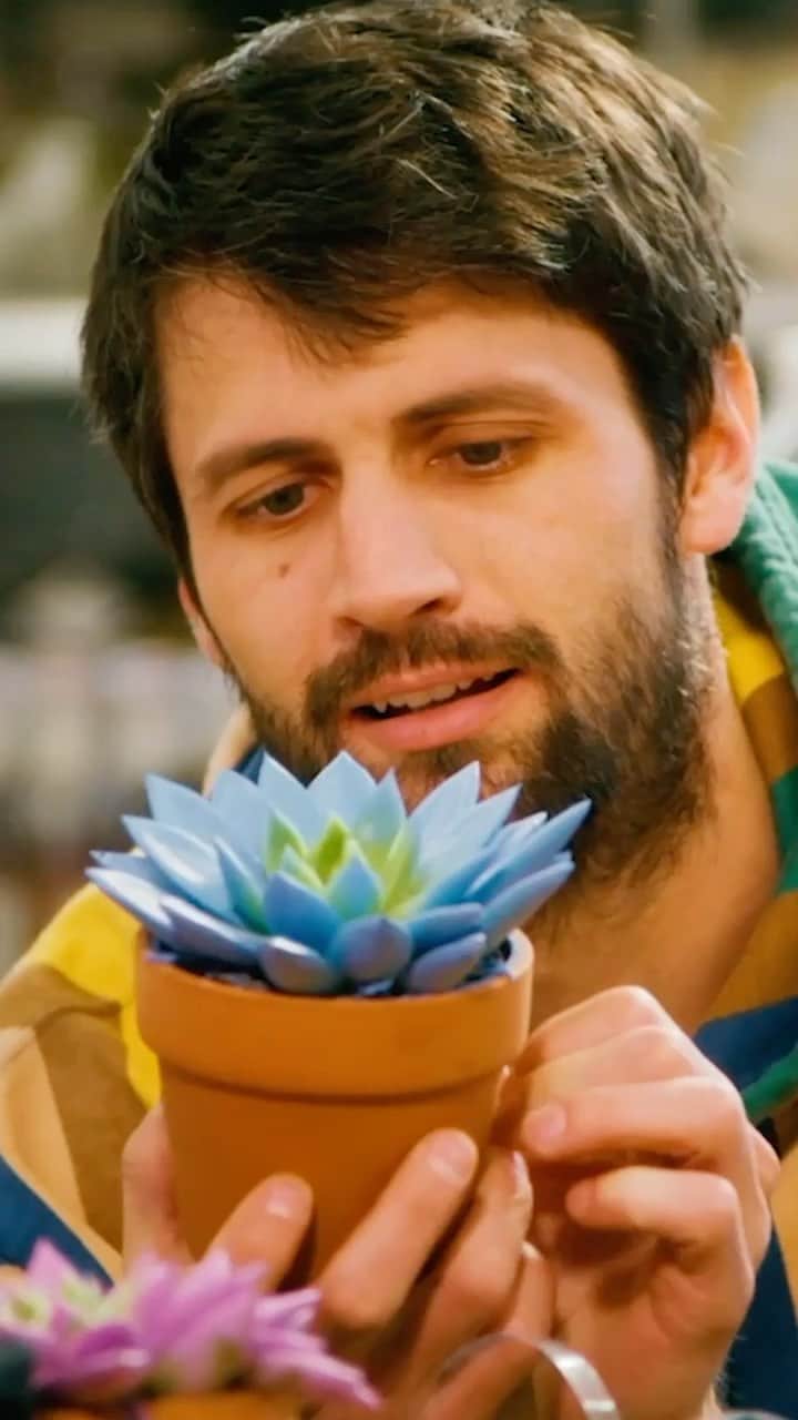 ジェームズ・ラファティのインスタグラム：「Seriously though have you ever seen a blue succulent?   Your Sunday watch is waiting. All 8 episodes of @everyoneisdoinggreat, only on @hulu 🍻🪴🙃」