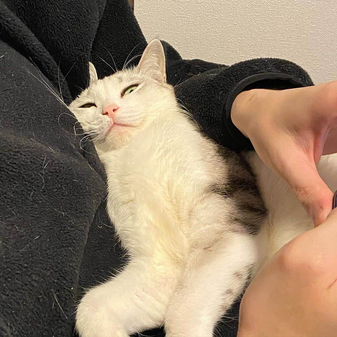 のインスタグラム：「ドヤァ ここは譲らない🙄 .  #猫 #ねこ #にゃんこ #美猫 #ねこ部 #ふわもこ部 #ねこすたぐらむ #ペコねこ部 #猫好きさんと繋がりたい #にゃんすたぐらむ #cat #neko #instacat #catstagram #instagramcats  #catsconnect #meowbox #picneko #bestmeow #catsofinstagram #meowed #rakutenpet」