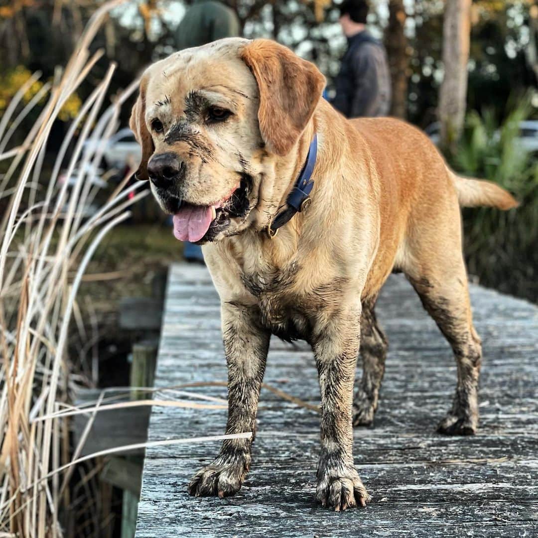 のインスタグラム：「Muddy Huck = happy Huck  . . . . . . . . . . . #talesofalab #yellowlab #labphotooftheday #labradorretriever #labrador_class #fab_labs_ #dogsofinsta #yellowlabsofinstagram #instalabrador #thelablove_feature #englishlabrador #worldofmylab #labsofinstagram」