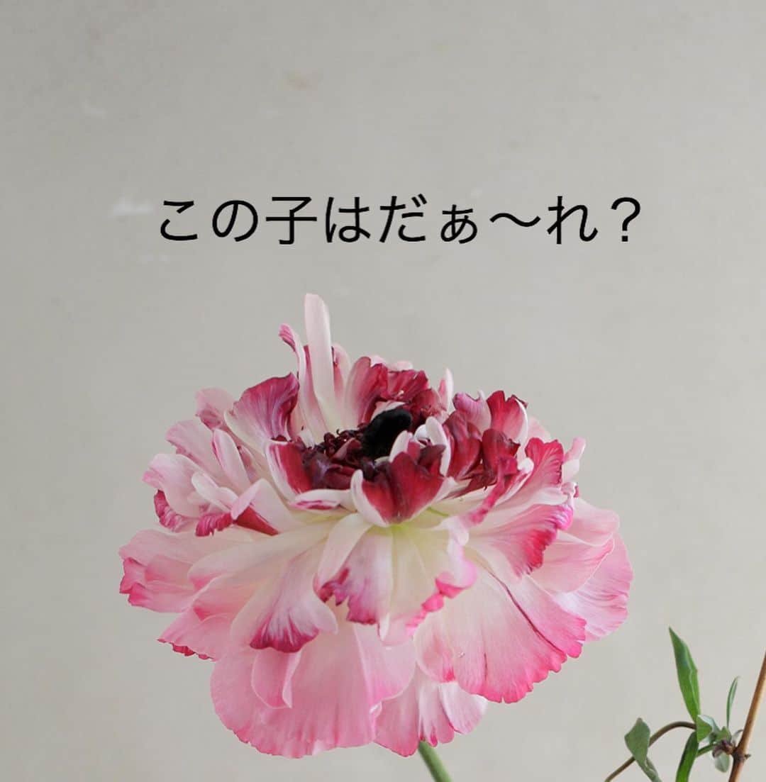 雑誌『花時間』さんのインスタグラム写真 - (雑誌『花時間』Instagram)「おはようございます。こんなラナンキュラスはご存知ですか？﻿ ﻿ アネモネ咲きの﻿ シャルロット。﻿ ﻿ 赤やオレンジ色の花もあり、 １本でも、とても華やかな雰囲気を﻿ 作ってくれるんです。  そんな花に﻿ オススメは﻿ 少量あしらい！﻿ ﻿ 口の狭い器を使い﻿ 口元に低く2輪、 高く1輪。﻿ ﻿ グリーンはスイカズラです。﻿ ﻿ 茎にうねりのあるグリーンで﻿ 楽しげな雰囲気を添えてあげて。﻿ ﻿ では、今週も元気smile😊😊😊で頑張りましょう！ by ピーターパン﻿ ﻿ ﻿花 @森 美保 写真 @satomi.ochiai78   ﻿ #flowers #flowerslovers #flowerstagram #flowerarrangement  #花時間 #花時間2021  #花好き #花藝 #花好きな人と繋がりたい #花が好きな人と繋がりたい #花のある生活 #お花のある暮らし #花を飾る #花を飾る生活  #ラナンキュラス #ラナンキュラスシャルロット #ラナンキュラス大好き  #癒やしの時間  #癒やしの空間 #ranunculus  #ビタミンf #おうち時間を楽しむ #花屋さんへ行こう」1月25日 9時15分 - hanajikan_magazine