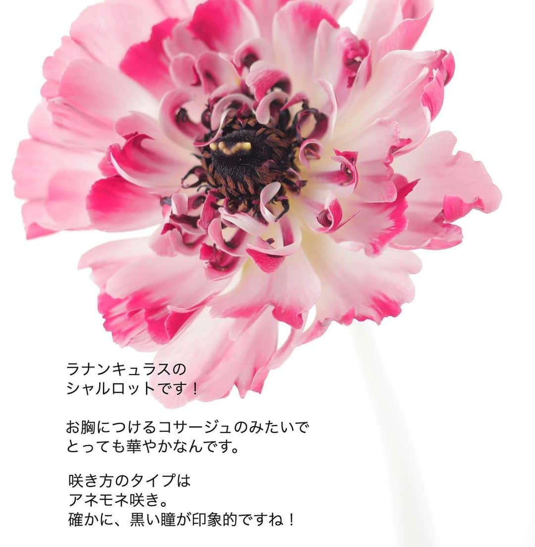 雑誌『花時間』さんのインスタグラム写真 - (雑誌『花時間』Instagram)「おはようございます。こんなラナンキュラスはご存知ですか？﻿ ﻿ アネモネ咲きの﻿ シャルロット。﻿ ﻿ 赤やオレンジ色の花もあり、 １本でも、とても華やかな雰囲気を﻿ 作ってくれるんです。  そんな花に﻿ オススメは﻿ 少量あしらい！﻿ ﻿ 口の狭い器を使い﻿ 口元に低く2輪、 高く1輪。﻿ ﻿ グリーンはスイカズラです。﻿ ﻿ 茎にうねりのあるグリーンで﻿ 楽しげな雰囲気を添えてあげて。﻿ ﻿ では、今週も元気smile😊😊😊で頑張りましょう！ by ピーターパン﻿ ﻿ ﻿花 @森 美保 写真 @satomi.ochiai78   ﻿ #flowers #flowerslovers #flowerstagram #flowerarrangement  #花時間 #花時間2021  #花好き #花藝 #花好きな人と繋がりたい #花が好きな人と繋がりたい #花のある生活 #お花のある暮らし #花を飾る #花を飾る生活  #ラナンキュラス #ラナンキュラスシャルロット #ラナンキュラス大好き  #癒やしの時間  #癒やしの空間 #ranunculus  #ビタミンf #おうち時間を楽しむ #花屋さんへ行こう」1月25日 9時15分 - hanajikan_magazine