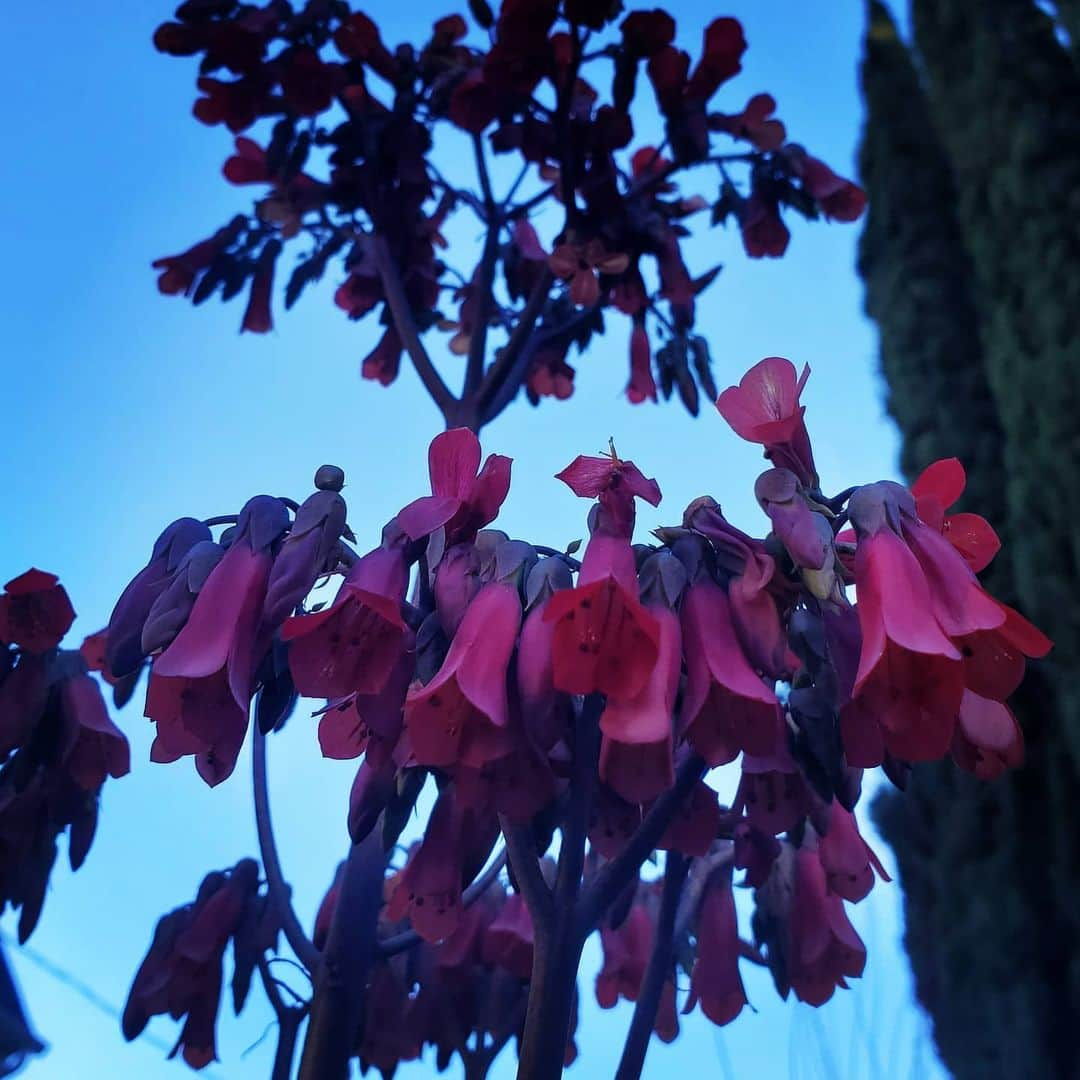 ガソリングラマーさんのインスタグラム写真 - (ガソリングラマーInstagram)「MOTHER OF MILLIONS IS HERE 🌸🌸 #GASOLINEGARDEN #ILOVEGARDENS #GARDENSRULE #GARDENCHURCH #GARDENPARTY #GARDENMAGIC #AVANTGARDEN #GARDENS #GARDENGANGSTER #GARDEN #GRADENLIFE #GARDENER #GARDENTIME  #GARDENING #VEGETABLEGARDEN #FLOWERS #SUCCULENTS  #PLANTS  #CACTUS #AYEARINFLOWERS  #shadowhills  #THANKYOU  @gasolineglamour  #GASOLINEGLAMOUR #PLANTSOMESHIT  #GROWSOMESHIT #MOTHEROFMILLIONS #kalanchoedaigremontiana @nicksnursery #nicksnursery   Kalanchoe daigremontiana, formerly known as Bryophyllum daigremontianum and commonly called mother of thousands, alligator plant, or Mexican hat plant is a succulent plant native to Madagascar. Like other members of Bryophyllum, it can propagate vegetatively from plantlets that develop on its leaf margins.」1月25日 9時18分 - gasolineglamour