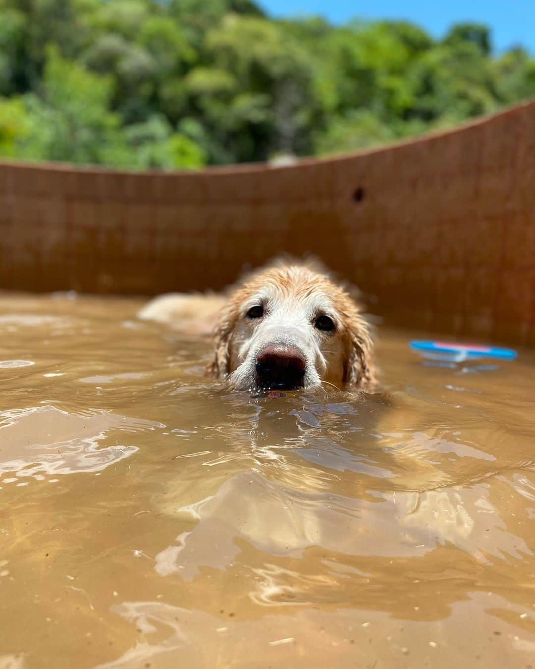 Bobさんのインスタグラム写真 - (BobInstagram)「Fechando o domingão com Bob em caras & bocas 🐾🐾 . . #pets #photooftheday #petsofinstagram #instagrammers #instagram #instadaily #vejasp #goldenretriever #goldenretrievers #goldenretrieversofinstagram #dogs #dogstyle #dogoftheday #dogsofinstagram #saopaulo #gudfriends #photography」1月25日 9時29分 - bob_marley_goldenretriever