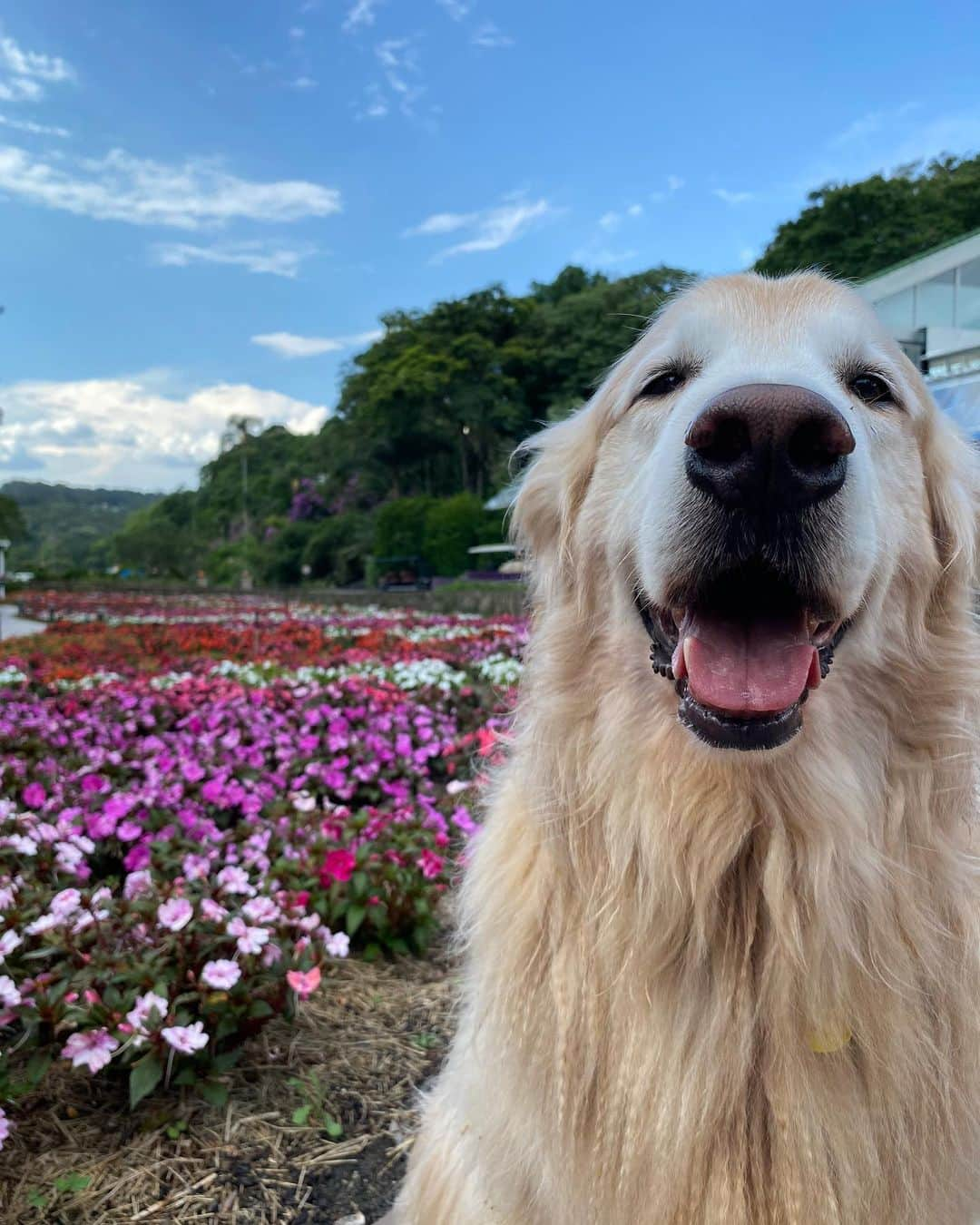 Bobさんのインスタグラム写真 - (BobInstagram)「Fechando o domingão com Bob em caras & bocas 🐾🐾 . . #pets #photooftheday #petsofinstagram #instagrammers #instagram #instadaily #vejasp #goldenretriever #goldenretrievers #goldenretrieversofinstagram #dogs #dogstyle #dogoftheday #dogsofinstagram #saopaulo #gudfriends #photography」1月25日 9時29分 - bob_marley_goldenretriever