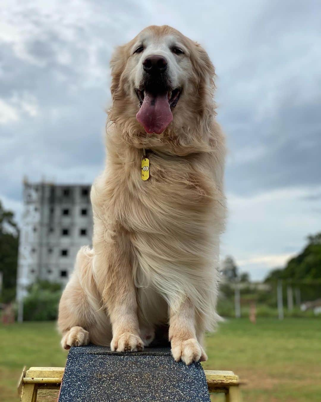 Bobさんのインスタグラム写真 - (BobInstagram)「Fechando o domingão com Bob em caras & bocas 🐾🐾 . . #pets #photooftheday #petsofinstagram #instagrammers #instagram #instadaily #vejasp #goldenretriever #goldenretrievers #goldenretrieversofinstagram #dogs #dogstyle #dogoftheday #dogsofinstagram #saopaulo #gudfriends #photography」1月25日 9時29分 - bob_marley_goldenretriever