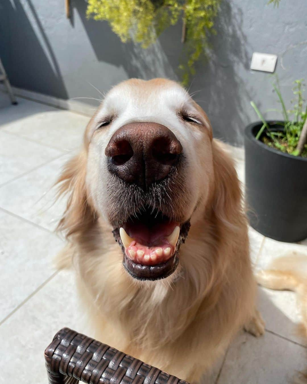 Bobさんのインスタグラム写真 - (BobInstagram)「Fechando o domingão com Bob em caras & bocas 🐾🐾 . . #pets #photooftheday #petsofinstagram #instagrammers #instagram #instadaily #vejasp #goldenretriever #goldenretrievers #goldenretrieversofinstagram #dogs #dogstyle #dogoftheday #dogsofinstagram #saopaulo #gudfriends #photography」1月25日 9時29分 - bob_marley_goldenretriever