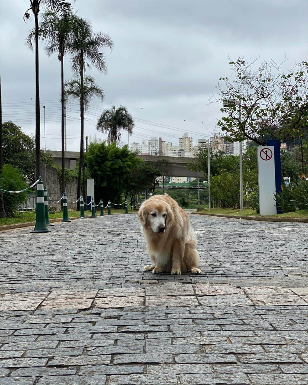 Bobさんのインスタグラム写真 - (BobInstagram)「Fechando o domingão com Bob em caras & bocas 🐾🐾 . . #pets #photooftheday #petsofinstagram #instagrammers #instagram #instadaily #vejasp #goldenretriever #goldenretrievers #goldenretrieversofinstagram #dogs #dogstyle #dogoftheday #dogsofinstagram #saopaulo #gudfriends #photography」1月25日 9時29分 - bob_marley_goldenretriever