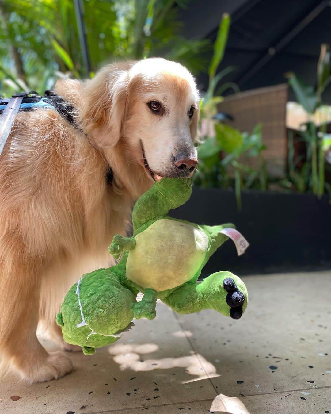 Bobさんのインスタグラム写真 - (BobInstagram)「Fechando o domingão com Bob em caras & bocas 🐾🐾 . . #pets #photooftheday #petsofinstagram #instagrammers #instagram #instadaily #vejasp #goldenretriever #goldenretrievers #goldenretrieversofinstagram #dogs #dogstyle #dogoftheday #dogsofinstagram #saopaulo #gudfriends #photography」1月25日 9時29分 - bob_marley_goldenretriever