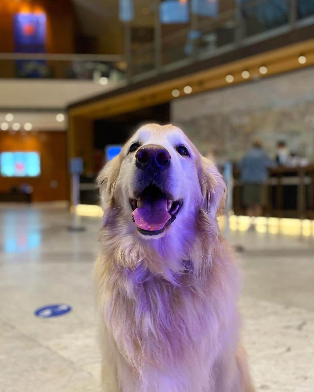 Bobさんのインスタグラム写真 - (BobInstagram)「Fechando o domingão com Bob em caras & bocas 🐾🐾 . . #pets #photooftheday #petsofinstagram #instagrammers #instagram #instadaily #vejasp #goldenretriever #goldenretrievers #goldenretrieversofinstagram #dogs #dogstyle #dogoftheday #dogsofinstagram #saopaulo #gudfriends #photography」1月25日 9時29分 - bob_marley_goldenretriever