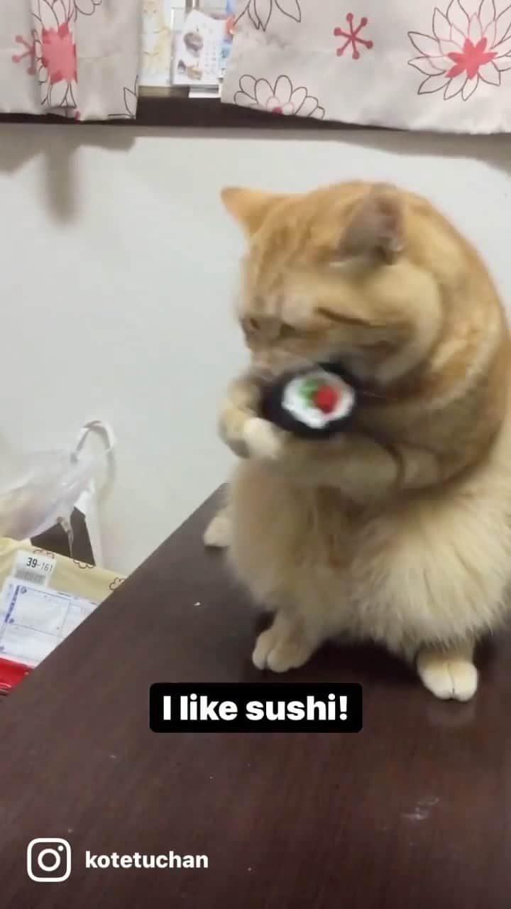 コテツのインスタグラム：「もうすぐ節分👹 I like sushi. The Japanese eats Ehomaki on Setsubun. #関西ねこ部 #無敵の親バカ同盟   #igersjp  #cat #ねこ #ペコねこ部 #catsofinstagram  #cats_of_instagram #マンチカン  #足長マンチカン #Munchkin #scottishfold #スコティッシュフォールド  #シブにゃん隊over10jr  #sippoストーリー #ねこのきもち #nyancon01 #もふもふ　#うちの猫　#癒し猫 #9gag」