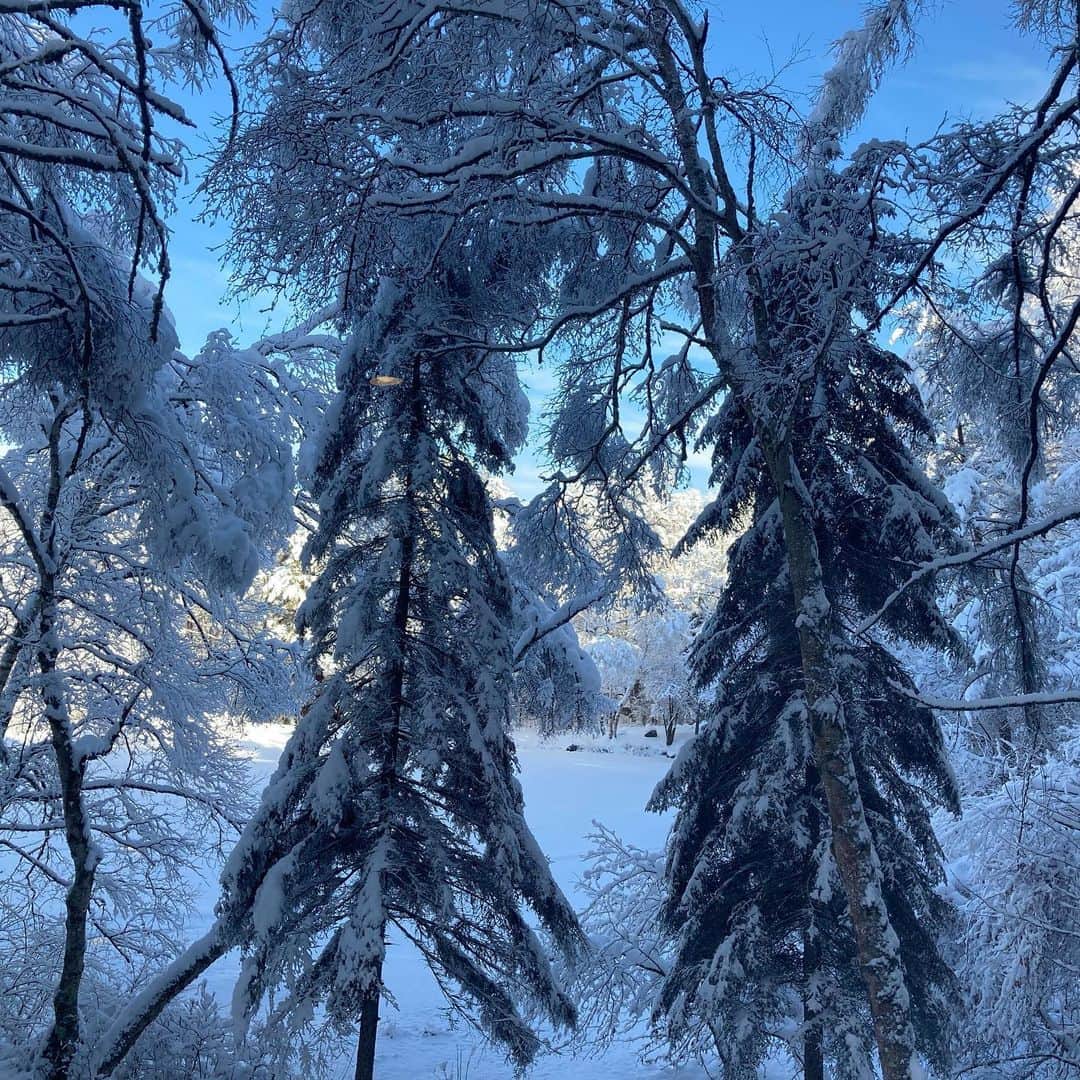 井上荒野さんのインスタグラム写真 - (井上荒野Instagram)「1枚目は昨日、2枚目は今日。晴れてきた。」1月25日 9時59分 - arereno