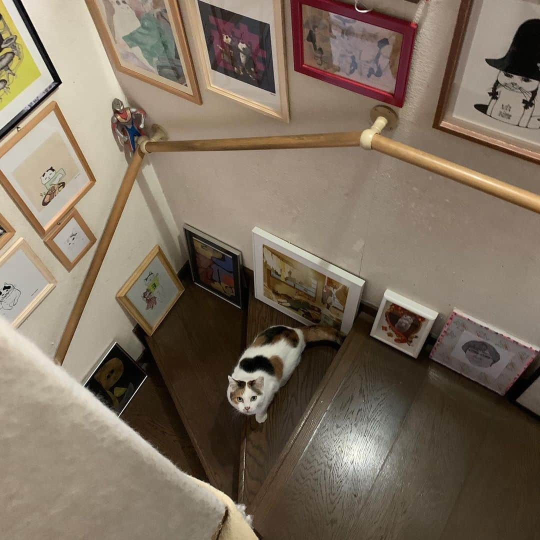 Kachimo Yoshimatsuさんのインスタグラム写真 - (Kachimo YoshimatsuInstagram)「今朝は階段を走り回ってた。 #うちの猫ら #猫 #ねこ #cat #ネコ #catstagram #mikeko #ネコ部 http://kachimo.exblog.jp」1月25日 9時58分 - kachimo