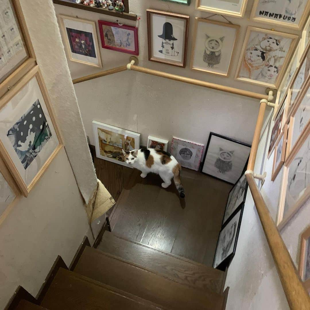 Kachimo Yoshimatsuさんのインスタグラム写真 - (Kachimo YoshimatsuInstagram)「今朝は階段を走り回ってた。 #うちの猫ら #猫 #ねこ #cat #ネコ #catstagram #mikeko #ネコ部 http://kachimo.exblog.jp」1月25日 9時58分 - kachimo