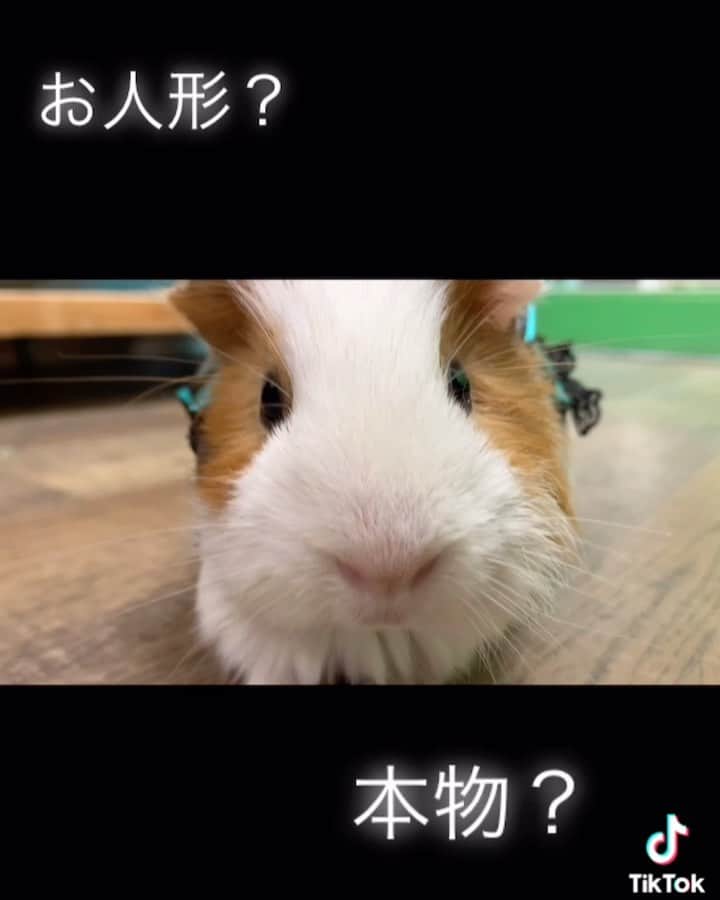 【公式】福岡ECO動物海洋専門学校のインスタグラム：「モルさんに炭治郎風の衣装を着ていただいた結果… お人形さんと間違えるレベルで 固まってしまいました🐹  #福岡eco #福岡eco動物海洋専門学校  #モルモット #モルモットのいる生活 #もるすたぐらむ #鬼滅の刃 #衣装は先生の手作り」