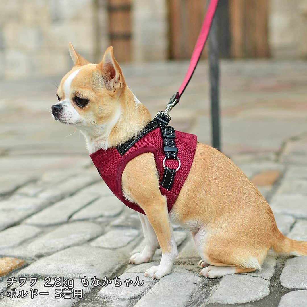 iDog&iCatさんのインスタグラム写真 - (iDog&iCatInstagram)「お散歩をもっと楽しく快適に♪ 「iDog 犬用コンフォートハーネス リード付き スター 防水」をご紹介★  愛犬を包み込む優しいベストハーネスで楽々ウォーク。 安心・安全・使いやすくリニューアルしました。  ワンちゃんの体型にフィットする、安全でしっかりとしたベスト型ハーネスです。  胸元に星の刺繍を入れました。  表地は防水素材を使用、悪天候の日や雨上がりの日も安心です。  裏地のクッションメッシュが衝撃を面で吸収してくれるので超小型犬やシニア犬にもぴったりなハーネスです。  サラリとした肌触りで、通気性もよく快適にお散歩することが出来ます。  袖周りはストレッチテープのバインダーでくるみ、関節の動きを邪魔しない動きやすい作りになっています。  背中は面ファスナーで簡単に着脱できます。  リード部分に回転カンを付け、絡まりを防いで愛犬の動きをスムーズにサポートします。 また反射糸を織り込んでおり夜道のお散歩も安心です。  持ち手にはちょっと繋いでおくのに便利なパッチンバングルがついています。  iDogならではの立体裁断でぴったりフィット。  6サイズ展開で愛犬に丁度よいサイズを選んであげてください。  ※面ファスナーとはフック状とループ状の布テープを押し付けて貼り合わせる型式の留め具です。  商品番号/14540- 商品名/iDog 犬用コンフォートハーネス リード付き スター 防水 3,520円(税込) ベージュ/ボルドー/アッシュグリーン  #iDog #IDOGICAT #iCat #犬服 #新作 #犬用ハーネス #ハーネス #犬の服 #犬の服iDog #犬 #超小型犬 #小型犬 #中型犬 #うちの子優勝 #わんすたぐらむ #dog #チワワ #トイプードル #ダックス #フォックステリア」1月25日 9時53分 - idogicat