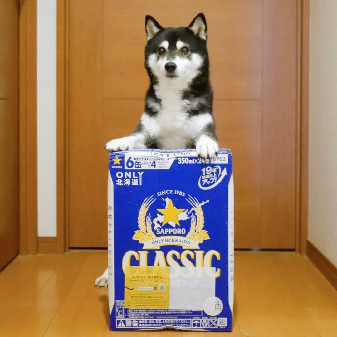 くろさんのインスタグラム写真 - (くろInstagram)「北海道恵庭市@ふるさと納税返礼品🍺 プロフリンクのROOMからポチれます📱 #ふるさと納税 #ふるさと納税返礼品 #北海道恵庭市 #楽天ふるさと納税 #これが北海道のビール #サッポロクラシック #サッポロクラシックビール #クラシックビール #sapporoclassic #sapporoclassicbeer #サッポロビール #sapporobeer #⭐️SAPPORO #乾杯をもっとおいしく #黒柴 #わんこのいる暮らし #わんこのいる生活 #わんこと一緒 #柴犬と一緒 #柴犬のいる生活 #柴犬のいる暮らし #黒柴と一緒 #黒柴のいる生活 #黒柴のいる暮らし #イッヌ #イッヌと一緒 #イッヌのいる生活 #イッヌのいる暮らし #モデル犬 #オファーお待ちしております」1月25日 10時00分 - m6bmw