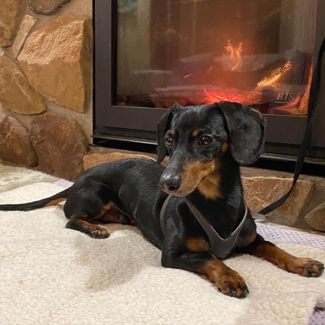Crusoe the Celebrity Dachshundのインスタグラム：「“I’m back home in Canada (and now on quarantine), but relaxing by the fire and doing well. We’re still waiting on some components of my biopsy results but once we receive and process everything, we’ll do a detailed update. I can’t thank @cornellvet enough for their exceptional expertise (especially in all things liver related) and care. One of the students looking after me even suited me up in a warm little sweater😊” ~ Crusoe」