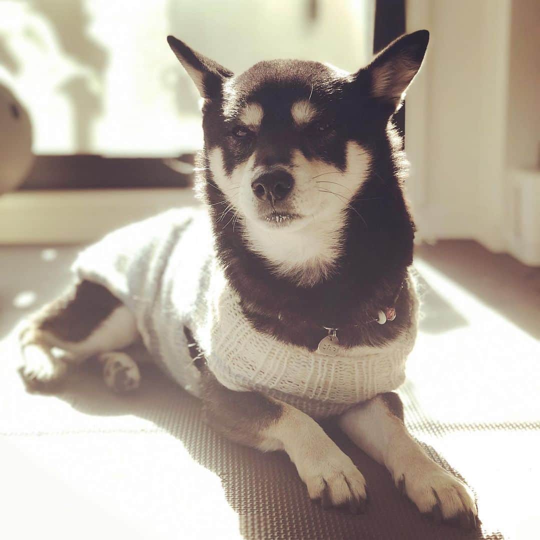 vo_coのインスタグラム：「🐾 最近すっかり寒がりなわんわんに成り下がったあたくし なのでらしくなくこの冬は家の中でも服着てます ＊ #お口に牛乳ついてるよ #shibastagram #instashiba #shiba #shibainu #黒柴 #柴犬」