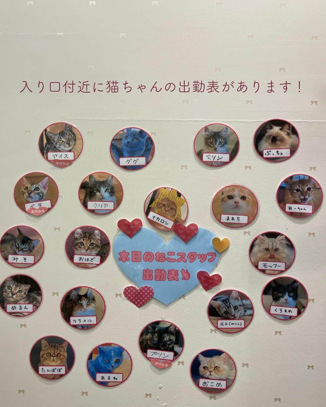 Sayaka.Mさんのインスタグラム写真 - (Sayaka.MInstagram)「. #catstagram  . . 先日娘と猫カフェデートへ 猫カフェ初体験🐈 . うちは息子が犬猫アレルギーだから、飼うことはできないので特別な時間を楽しんで来ました〜。 総勢20匹位の猫ちゃんが出勤してました おやつは300円と、500円があり一枚目画像の500円のアイスはあげやすいですが、300円のスプーンであげるタイプの餌の方が猫ちゃんが寄ってきますが、飛びつきあるかもw . 清潔感あるし、ここなら行きやすいなって思いました🐈‍⬛💕 私的にたんぽぽってブサカワ猫が可愛かった ドリンク飲み放題です スワイプして見てね👈 . ラソラ札幌店 @puchimarry 〒003-0003 北海道札幌市白石区東札幌三条1-1-1 . . #札幌ママ #札幌子連れ #札幌子連れカフェ #猫カフェ #puchimarry #札幌遊び場 #札幌市 #ラソラ札幌 #猫のいる暮らし #ねこすたぐらむ #猫好きさんと繋がりたい #猫部 #にゃんすたぐらむ #にゃんだふるらいふ #にゃんこ」1月25日 10時50分 - insta.sayaka
