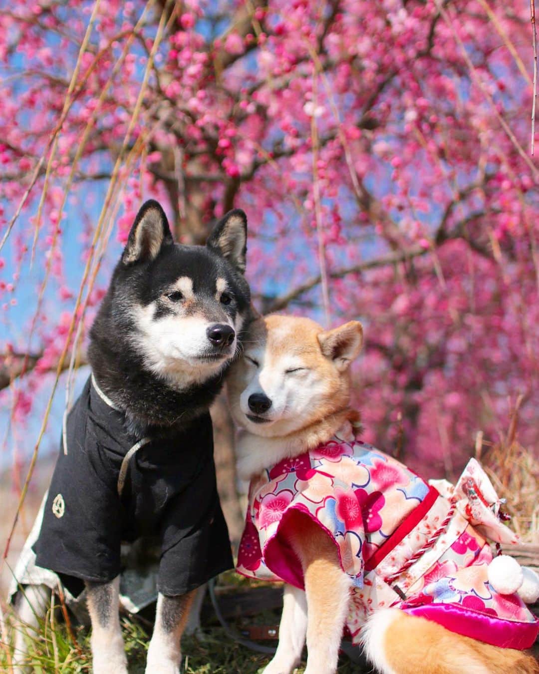 柴犬 けんしろう ゆりあのインスタグラム：「🐶💓🐶  寄り添いあってきたにぴきに (あ、これは日除けにされてるだけ🤣) 引き続きあったかいお言葉を たくさんたくさんありがとうございます♡  にぴきに読み聞かせてたら お返事がしたいと言ってるので けんゆりからもしくはゆりあから コメントが届くと思いますので のんびりお待ちくださいませ🐶💌🐶 . #元保護犬 . . Location:Kanagawa(2018年撮影)」
