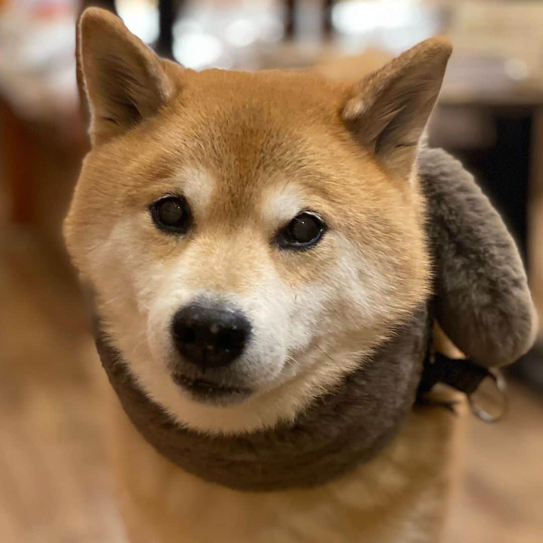 まる（まるたろう）のインスタグラム：「It's cold outside so you should wear something warm. ✨🐶☺️✨寒さ対策しっかりね #風邪ひいたらあかんからね #首が1番重要だから #まるらーは必須よね #柴犬オブザイヤー狙ってます」