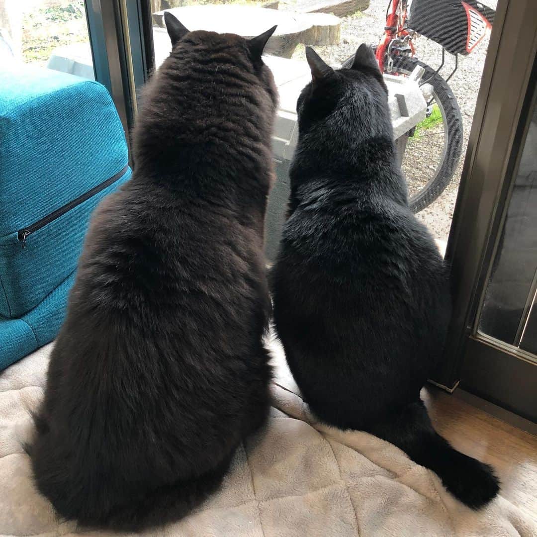 おーせさんのインスタグラム写真 - (おーせInstagram)「ぶたくん冬になりさらに毛が伸びたから、、りーくんよりめちゃ大きく見える笑笑  #catstagram #多頭飼い #Blackcat #ねこ #猫のいる生活#クロネコ長毛猫#出会いは譲渡会#出会いは公園#三本足の猫##cat #ねこ #黒猫 #にゃんだふるらいふ #にゃんすたぐらむ #猫 #猫のいる生活 #おデブ猫 #longhaircat #森家のどうぶつ園」1月25日 20時47分 - oosedon
