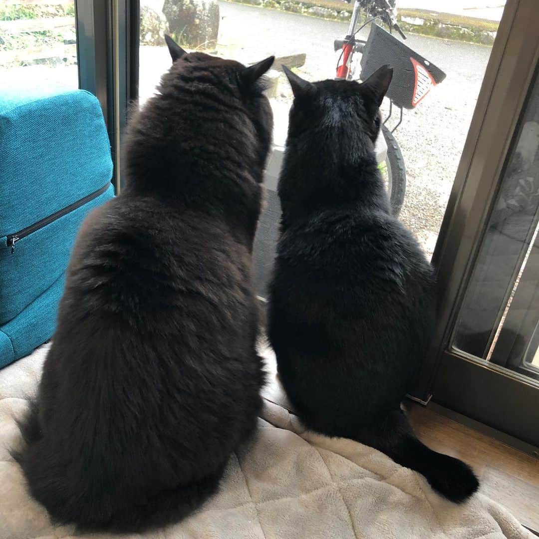 おーせさんのインスタグラム写真 - (おーせInstagram)「ぶたくん冬になりさらに毛が伸びたから、、りーくんよりめちゃ大きく見える笑笑  #catstagram #多頭飼い #Blackcat #ねこ #猫のいる生活#クロネコ長毛猫#出会いは譲渡会#出会いは公園#三本足の猫##cat #ねこ #黒猫 #にゃんだふるらいふ #にゃんすたぐらむ #猫 #猫のいる生活 #おデブ猫 #longhaircat #森家のどうぶつ園」1月25日 20時47分 - oosedon