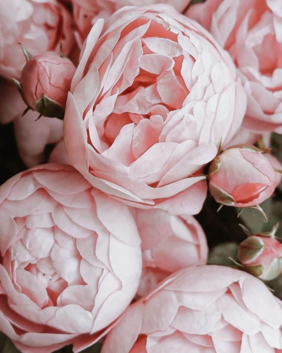 Yukicoさんのインスタグラム写真 - (YukicoInstagram)「𓆱𓆸𓆹𓆺 . .  𓇠𓇢𓇡 𓆸𓆸  . . お誕生月はお花が増えます💐 ————————————————————— 見てくださる方にプラスになる投稿をしていきます 是非いいね♡フォロー♡ よろしくお願いいたします𓅟 私の写真の編集については フォトレッスンでレクチャーをしています —————————————————————  #storyofmylife#flowers#flowerporn#flowerslovers#flowerstyles#floweroflife#flower_perfection#flowerstagram#flowerporn#still_life_gallery#floweroftheday#littlethings#livethelittlethings#tv_living#f52grams#f52home#gatheringslikethese#feedfeed#simplepleasures#momentslikethese#blooms#flowertalking#bouquet#bouquets#flowerpower#thatsdarling#nothingsordinary#花のある暮らし」1月25日 20時53分 - yukicolifecom