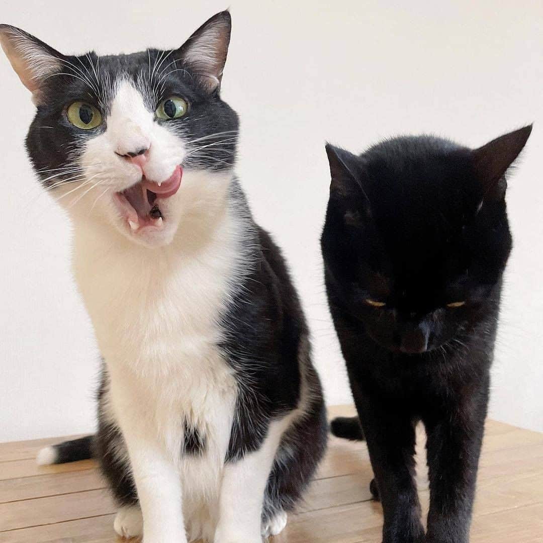 PECOねこ部さんのインスタグラム写真 - (PECOねこ部Instagram)「「ペロりんちょ」 . #あとを引く美味しさに #ペロペロが止まらない😋 #右に左に自由自在♪ #世は大満足にゃ❤️ #終始冷静な黒猫さんにじわり😹  素敵な投稿してくださったのは… @izupopo さん 他にも素敵なお写真がたくさんあるので、ぜひ遊びに行ってみてくださいね♪  #ペコねこ部 をつけて投稿すると… PECOのSNSで楽しくご紹介させていただきます😋  #ねこ #猫 #ネコ #ねこ部 #にゃんこ #かわいい #cat #cats #catsofinstagram #cats_of_instagram #catstagram #kawaii #meow #catlover #ハチワレ#黒猫#虎徹#はなび#ニャンコ兄弟」1月25日 21時00分 - pecocats