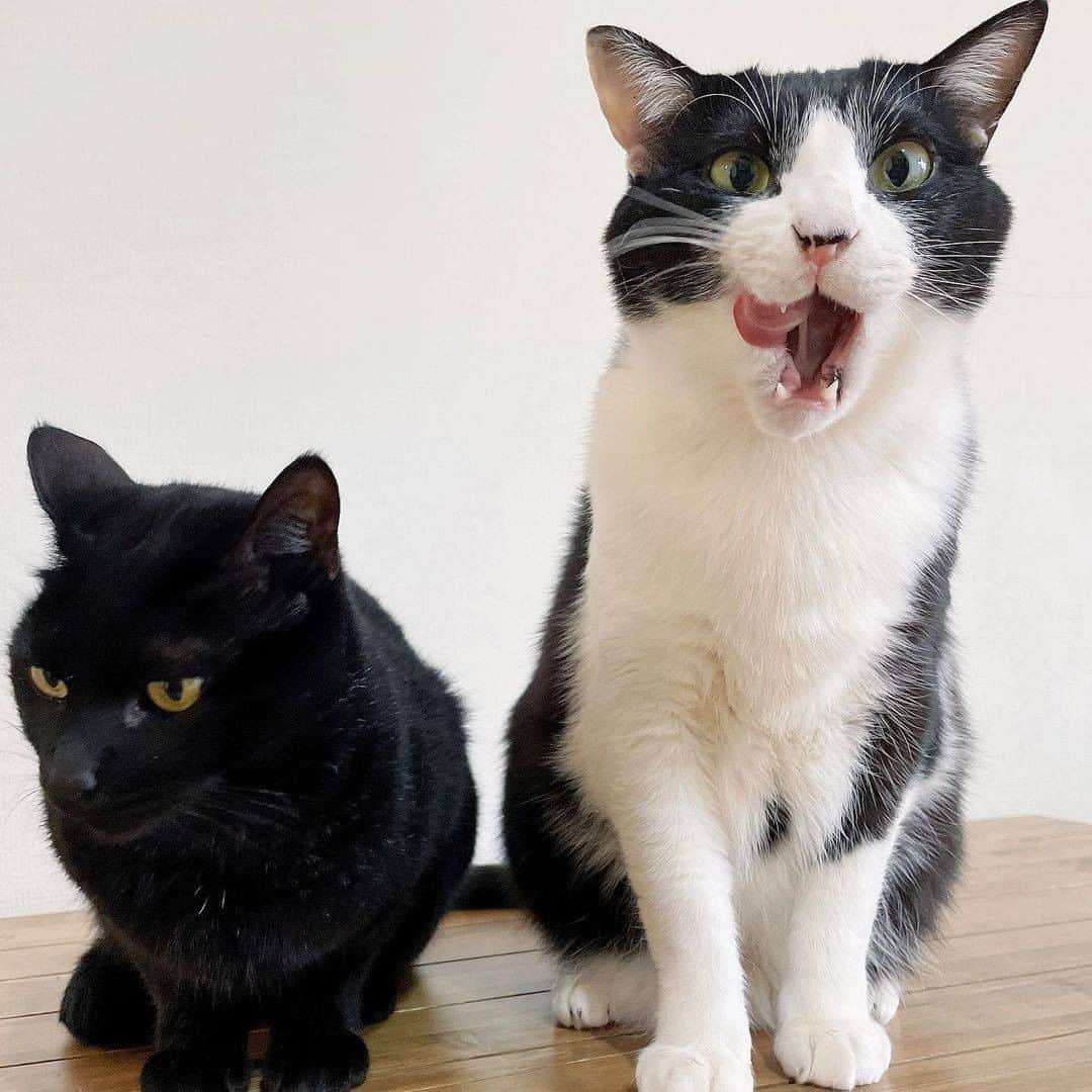 PECOねこ部さんのインスタグラム写真 - (PECOねこ部Instagram)「「ペロりんちょ」 . #あとを引く美味しさに #ペロペロが止まらない😋 #右に左に自由自在♪ #世は大満足にゃ❤️ #終始冷静な黒猫さんにじわり😹  素敵な投稿してくださったのは… @izupopo さん 他にも素敵なお写真がたくさんあるので、ぜひ遊びに行ってみてくださいね♪  #ペコねこ部 をつけて投稿すると… PECOのSNSで楽しくご紹介させていただきます😋  #ねこ #猫 #ネコ #ねこ部 #にゃんこ #かわいい #cat #cats #catsofinstagram #cats_of_instagram #catstagram #kawaii #meow #catlover #ハチワレ#黒猫#虎徹#はなび#ニャンコ兄弟」1月25日 21時00分 - pecocats