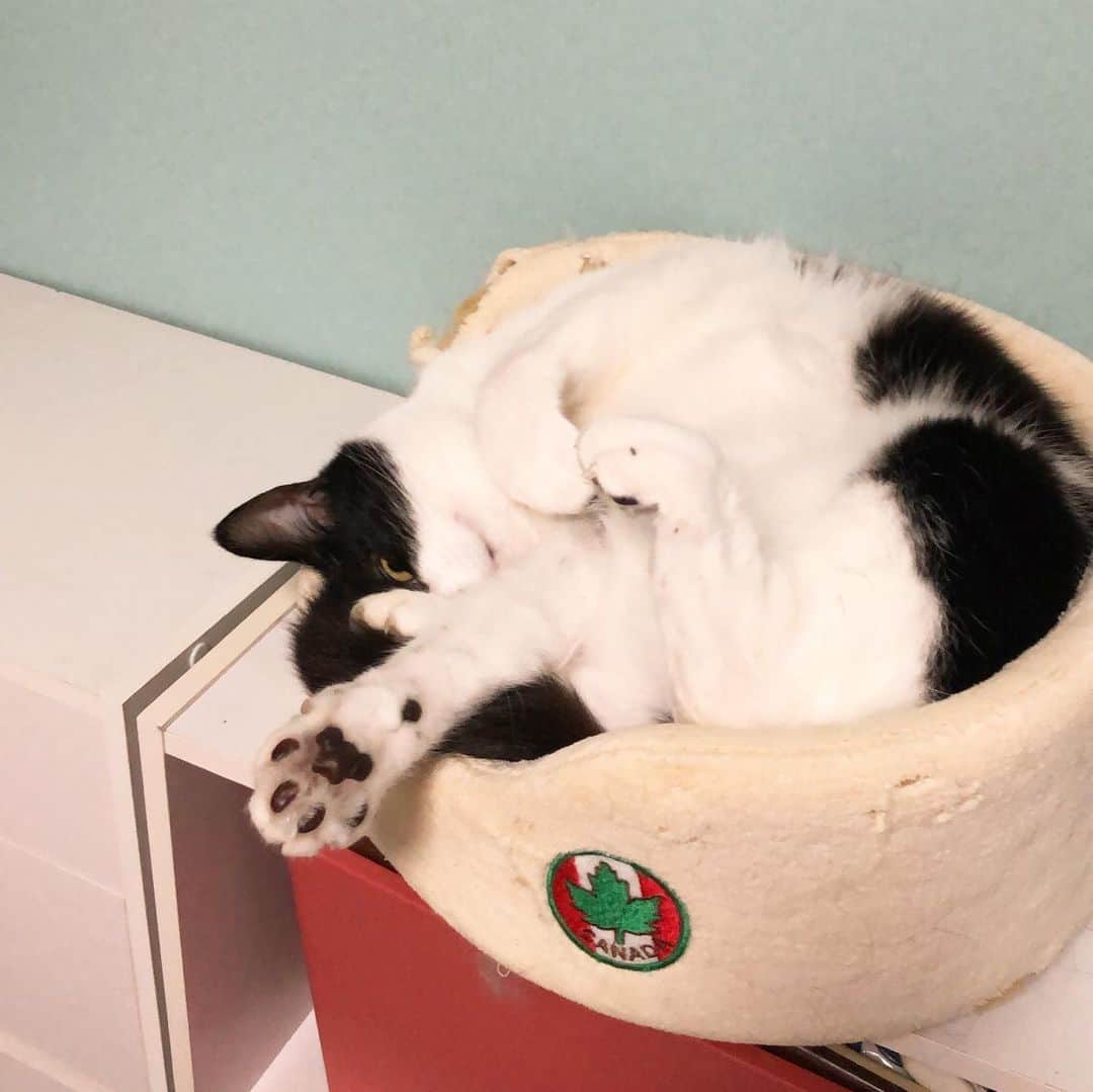 ぽんずのインスタグラム：「寝てる？ …いえ、起きてます😂  #ねこ#猫#cat#猫好き#親バカ#はちわれ#ハチワレ#はちわれ猫#ハチワレ猫#白黒猫部#にゃんすたぐらむ#ilovecat#猫大好き#うちの猫自慢#白黒猫 #我が家のぽんずくん #ちゅーちゅー妖怪」