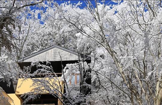 HOSHINOYA｜星のやさんのインスタグラム写真 - (HOSHINOYA｜星のやInstagram)「Snow-blossom in karuizawa.   #hoshinoyakaruizawa #karuizawa #hoshinoya  #hoshinoresorts #winter #snow #beautiful #japan  #星のや軽井沢 #軽井沢 #星のや #星野リゾート #冬 #雪 #雪景色」1月25日 21時09分 - hoshinoya.official