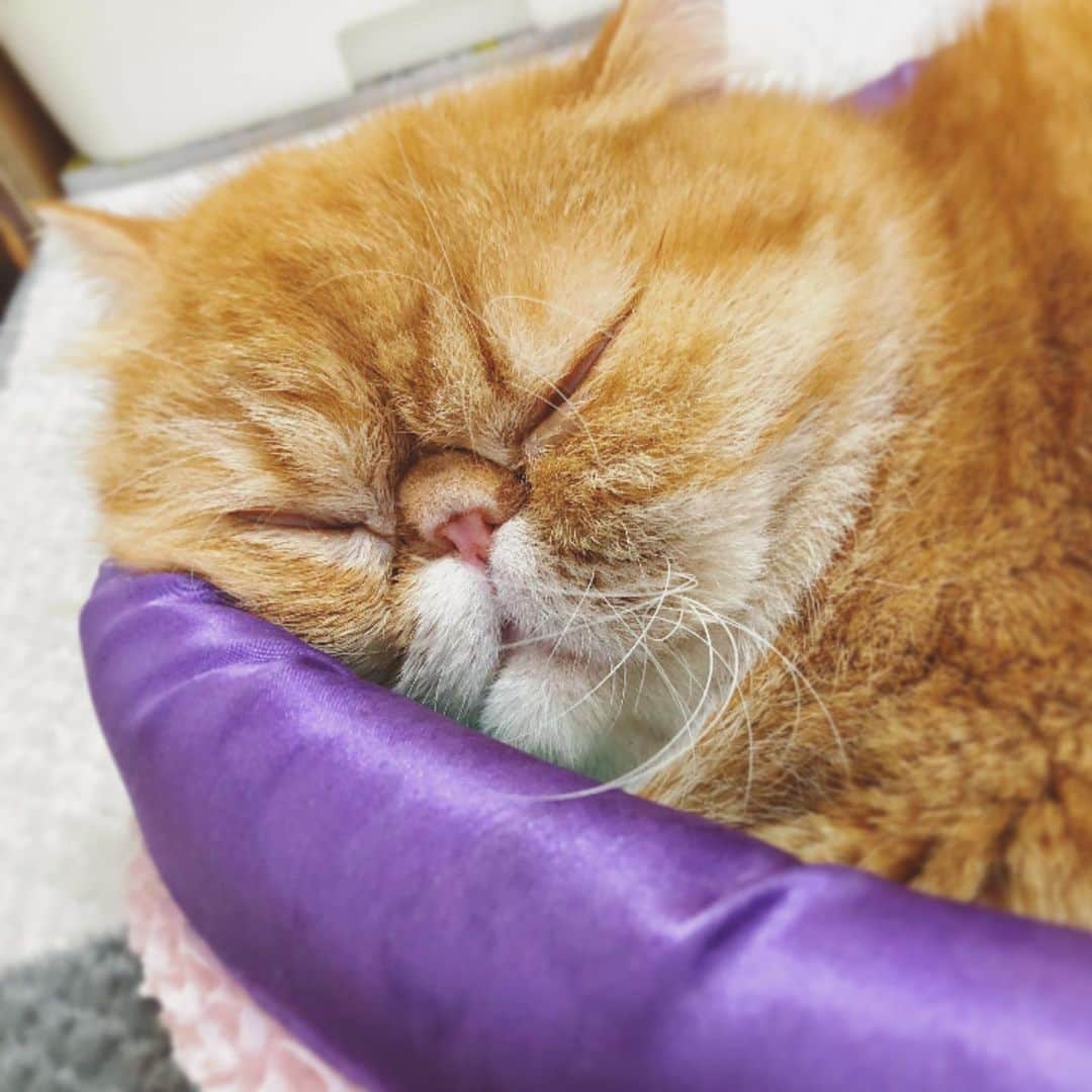 女将さんのインスタグラム写真 - (女将Instagram)「NOAH   ぐーすかぶー💤  #ストッキング被ってないし #鼻にセロテープも貼ってません #って清水あきらのモノマネ全盛期ネタ古いか😂  #ノア坊ちゃま #きな粉餅部屋 #ねこ#猫#エキゾチックショートヘア#ねこのいる生活#ねこのきもち#ペコねこ部#peppyフォト部#cat#catstagram #catsofinstagram#igersjp#instacat#ilovecat」1月25日 21時15分 - kinako_mochicat